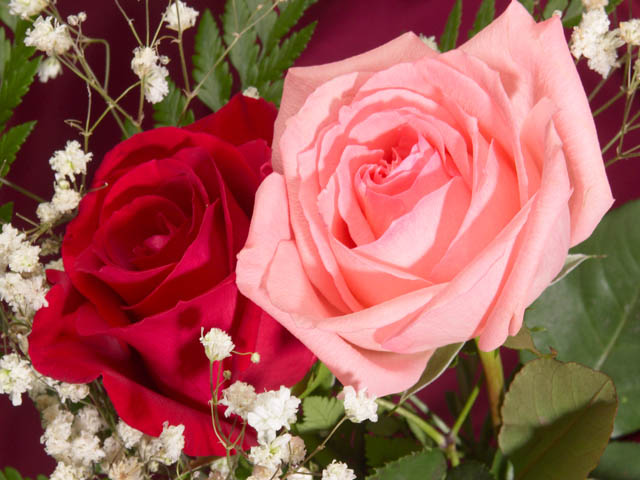 http://www.robertcasanova.fr/FETESENRIMES/IMAGES/roses-saint-valentin.jpg