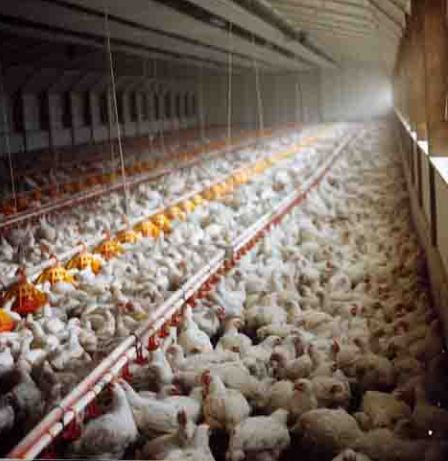 usine-poulets.jpg